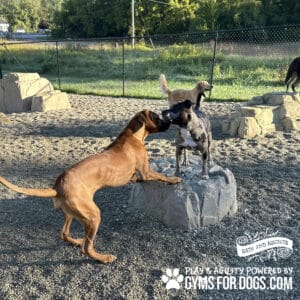 Two dogs, one brown and one gray with black spots, play on a rocky area featuring the Luxury Climbing Boulder - S/M at a dog park. Other dogs and trees are in the background, with the "Gyms For Dogs" logo at the bottom.
