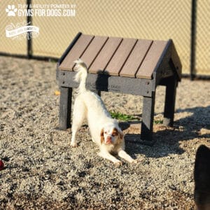 A white dog with brown spots play-bows on gravel by a Tunnel House (L/X) at a Dog Park, with a chain-link fence behind. The GymsForDogs.com logo is in the top left corner.