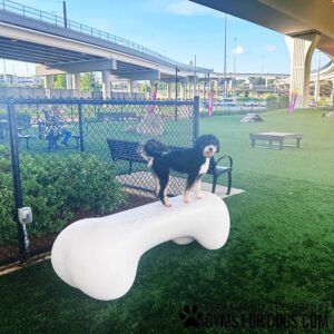 A black and white dog stands on The Agility Bone - Free Standing - Antique Polar (S/M) in a fenced outdoor dog park with artificial grass, benches, and elevated highways visible in the background.