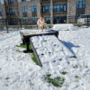 A dog in a pink coat stands on a snow-covered Bridge Climb 24" Tall (L/X) platform at a fenced dog park, with apartments and parked cars behind. A small ramp leads up to the platform.