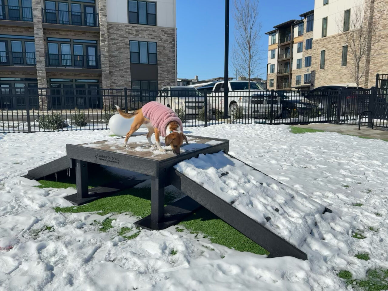 A dog in a pink sweater stands on the Bridge Climb 24" Tall (L/X) ramp at the dog park, surrounded by snow and modern apartment buildings in the background.
