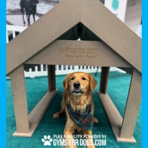 A golden retriever in a plaid bandana sits inside the Interactive Play Tunnel House—ideal for shelters and private properties—at an indoor dog park event. “GYMS FOR DOGS” and “GYMSFORDOGS.COM” appear on the house and floor.