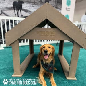 A golden retriever in a plaid bandana sits under the Interactive Play Tunnel House by Gyms for Dogs at a dog park on turf, near a white fence and black-and-white photo backdrop. Great for shelters and private properties.
