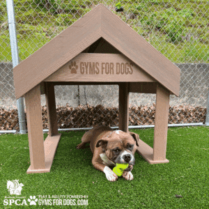 A brown and white dog lies on green artificial grass at a Dog Park under the Interactive Play Tunnel House, labeled "GYMS FOR DOGS," chewing on a green tennis ball. The background shows a metal fence and SPCA and GymsForDogs.com logos.