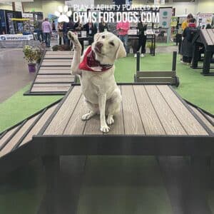 A yellow Labrador in a red bandana sits on the Bridge Climb 29" Tall (L/X) agility platform at an indoor Dog Park event, lifting one paw. People and booths bustle in the background, highlighting the vibrant atmosphere.