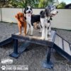 Three dogs—two black and white, one brown—stand on a Bridge Climb 29" Tall (L/X) at the dog park, looking in different directions. Trees and a fenced area are in the background.