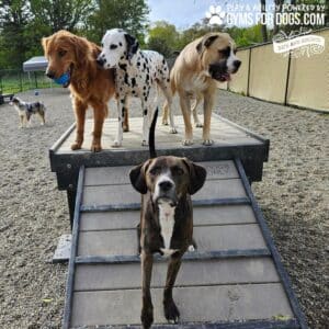 Four dogs stand on the Bridge Climb 29" Tall (L/X) at the Dog Park, with a brindle dog in front and three others—a golden retriever, dalmatian, and tan mastiff—on the ramp behind. Another dog appears in the background.