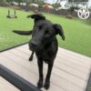 A black dog stands on a Bridge Climb 29" Tall (L/X) on a wooden platform at an outdoor dog park with green artificial turf, agility equipment, fenced area, and "Gyms for Dogs" logos in the background.
