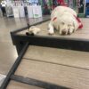 A white dog wearing a red bandana sleeps on the Bridge Climb 29" Tall (L/X) wooden platform, next to a plush toy. Banners and booths in the background evoke the feel of an indoor dog park.