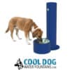 A brown and white dog drinks from a Cool Dog Water Fountain - SST - Dog Basin at a dog park. Below the basin, "COOL DOG WATER FOUNTAINS.COM" appears next to a black and white dog illustration.