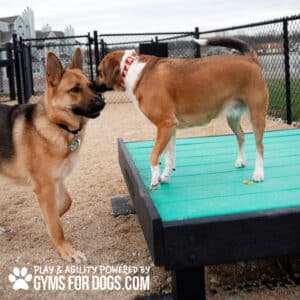A German Shepherd and a brown and white dog play at a dog park; one stands on a turquoise Training Platform (L/X) while the other approaches. The image features "GYMS FOR DOGS.COM" branding in the corner.