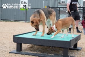 A German Shepherd and a small brown-and-white dog stand on a teal Training Platform (L/X) at a dog park, sniffing the surface, while a person in the background holds a leash near the fence.