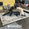 Two dogs play on the Bridge Climb (S/M) 18" Tall agility ramp indoors. The black dog holds a tennis ball while the yellow dog jumps beside it. Gym equipment and fans are visible in the background.
