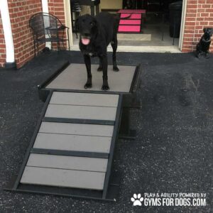 A black dog stands on a Bridge Climb (S/M) 18" Tall agility platform with ramp outdoors on pavement; another black dog sits nearby. The "Gyms for Dogs" logo is displayed in the bottom right corner.