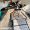 A German Shepherd sits on a Bridge Climb (S/M) 18" Tall in a sunlit indoor training area, with agility equipment, chairs, and rugs nearby. The text "Play & Agility Powered by Gyms For Dogs.com" is displayed in the corner.
