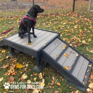A black dog in a red harness sits on the Bridge Climb (S/M) 18" Tall by Gyms for Dogs, positioned on a wooden ramp in a grassy, leaf-covered area near a fenced enclosure.