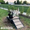 Two dogs play on the Bridge Climb (S/M) 18" Tall wooden ramp in a grassy outdoor park. One stands over the other, who lies on their back. Cars and trees appear in the background.