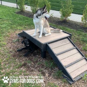 A husky sits atop the Bridge Climb (S/M) 18" Tall at a dog park, while a black lab rests below. The grassy, fenced area features a sidewalk in the background and displays the "Gyms For Dogs" logo in the corner.