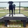 A black dog stands on the Bridge Climb (S/M) 18" Tall, a raised wooden platform in a fenced outdoor area. The text at the bottom reads, “Play & Agility Powered by GymsForDogs.com.”.