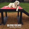 A large white dog relaxes on a red Bridge Climb (Pro) with a ramp at a dog park covered in wood chips, surrounded by black fences and grass. Text at the bottom reads: "Gyms for Dogs Natural Dog Park Products.