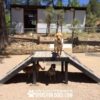 Three dogs are at an outdoor dog park with agility equipment. One stands atop the Bridge Climb (Pro) while two are underneath. A building and trees can be seen in the background. Text reads "Gyms For Dogs.com.