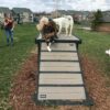 Three dogs gather atop the Bridge Climb (Pro) ramp outdoors, as one large dog playfully slides down. A woman stands nearby in a grassy park, with apartment buildings visible in the background.