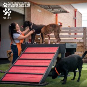 Wearing an orange apron, a woman pets a brown dog on the Bridge Climb (Pro) platform with a red ramp, as other dogs play nearby in an outdoor area. Gyms for Dogs and Paw Lofts logos appear at the top.