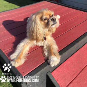 A small tan and white dog stretches out on a red wooden Bridge Climb (Pro) platform outdoors, enjoying the sunlight. The “Gyms for Dogs” logo appears in the bottom corner.
