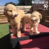 Two fluffy, light-colored dogs stand on the red Bridge Climb (Pro) outdoors, both panting and looking happy. A wooden fence and green artificial turf are in the background. "Gyms for Dogs" and "Paw Lofts" logos appear in the top right corner.