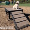 A golden retriever sits on the 24" tall Bridge Climb (L/X) with a ramp at a dog park, surrounded by people and agility equipment. The "GYM FOR DOGS.COM" logo is visible in the bottom left corner.