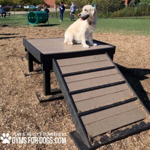 A golden retriever sits on the 24" tall Bridge Climb (L/X) with a ramp at a dog park, surrounded by people and agility equipment. The "GYM FOR DOGS.COM" logo is visible in the bottom left corner.
