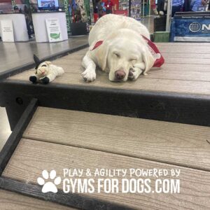 A white dog with a red bandana sleeps on the Bridge Climb (L/X) 24" Tall platform beside a plush toy. The image features the text: "PLAY & AGILITY POWERED BY GYMS FOR DOGS.COM.