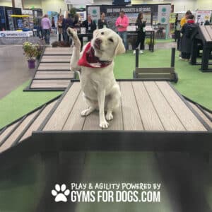 A yellow Labrador in a red bandana sits on the Bridge Climb 29" Tall (L/X) with one paw raised, inside an indoor Dog Park event space. The text reads, “Play & Agility Powered by Gyms For Dogs.com.”.