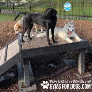 Three dogs—a beagle, a black lab, and a white husky—stand and lie on the 24" tall Bridge Climb (L/X) agility platform at a dog park, surrounded by mulch with a fence in the background.