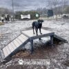 A black dog stands on a Bridge Climb (L/X) 24" Tall ramp in a snowy dog park. People, other dogs, and a “Gyms for Dogs” sign are visible in the background.