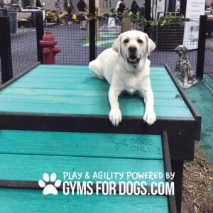 A white Labrador retriever lies on a teal Bridge Climb (L/X) 24" Tall in a fenced indoor area. A Dalmatian statue and red fire hydrant appear in the background. Text: "Play & agility powered by GymsForDogs.com.