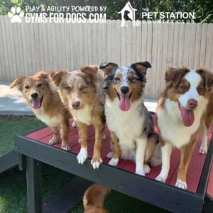 Four brown and white dogs sit and stand on the Bridge Climb (L/X) 24" Tall, a red platform outdoors, all looking at the camera. A wooden fence and grass area are in the background. Logos and text appear at the top.