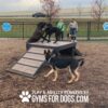 Several dogs play on and around the Bridge Climb (L/X) 24" Tall at a dog park as two people watch. Trees and a fence are in the background, with "Gyms for Dogs.com" at the bottom.