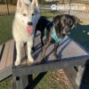A white husky with blue eyes and a black dog in a teal harness stand side by side on the Bridge Climb (L/X) 24" Tall platform at a dog park on a sunny day.