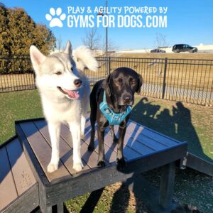A white husky and a black lab stand side by side on the Bridge Climb 29" Tall (L/X) at the dog park, with “Play & Agility Powered By GYMS FOR DOGS.COM” above them as sunlight casts long shadows.