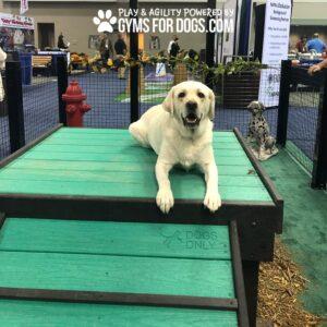 A yellow Labrador retriever rests on a green Bridge Climb 29" Tall (L/X) platform at an indoor dog agility event with "Gyms for Dogs" signage, a decorative fire hydrant, and a Dalmatian statue, evoking an indoor Dog Park setting.