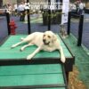 A large white dog lounges on a green Bridge Climb (L/X) 24" Tall platform labeled “Dogs Only” in an enclosed play area with a red fire hydrant, Dalmatian statue, and a "GYMS FOR DOGS.COM" sign overhead.