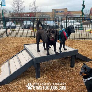 Three dogs are in a fenced outdoor play area with a Bridge Climb (L/X) 24" Tall. Two stand on the platform, while one is on the ground. Shops and parked cars can be seen in the background.