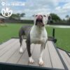 A gray and white dog with a pink nose stands proudly on the Bridge Climb 29" Tall (L/X) at the Dog Park, licking its nose. The background shows green grass, a fence, and cloudy skies. "GYMS FOR DOGS" text and logos are in the top left corner.