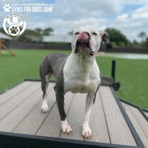 A gray and white dog stands on the 24" tall Bridge Climb (L/X) outdoors, looking up with its tongue out. Green grass, a fence, and a partly cloudy sky are visible in the background.