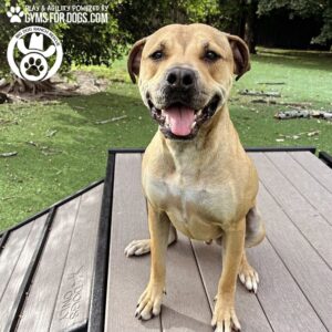 A happy brown dog with a white chest sits on the Bridge Climb 29" Tall (L/X) in a grassy dog park, looking at the camera with its mouth open and tongue out. "Gyms For Dogs" and a paw print logo appear in the top left corner.