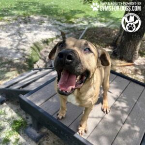 A happy brown dog stands on the Bridge Climb (L/X) 24" Tall by Gyms for Dogs outdoors, looking up with its mouth open and tongue out. Trees and grass are in the background, with Gyms for Dogs logos in the top right corner.