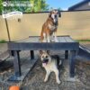 Two dogs at a park: a brown and white dog sits on top of the 24" Bridge Climb (L/X), while a tan and black dog with its tongue out sits underneath. A ball rests nearby on the gravel ground.