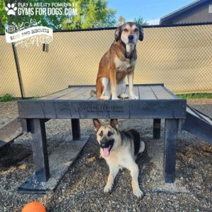 Two dogs at a park: a brown and white dog sits on top of the 24" Bridge Climb (L/X), while a tan and black dog with its tongue out sits underneath. A ball rests nearby on the gravel ground.