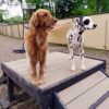 Two dogs stand side by side on the Bridge Climb (L/X) 24" Tall, a wooden platform in a fenced outdoor dog park, both looking attentively in the same direction.